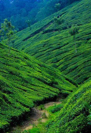 Munnar