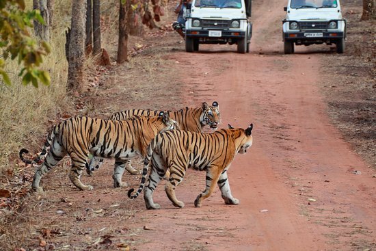 Jim Corbett National Park