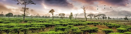Darjeeling