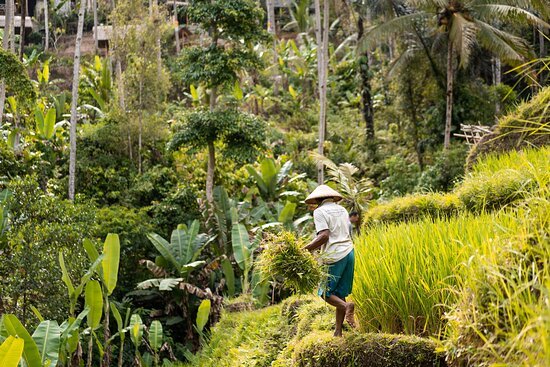 Ubud