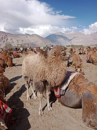 Nubra Valley
