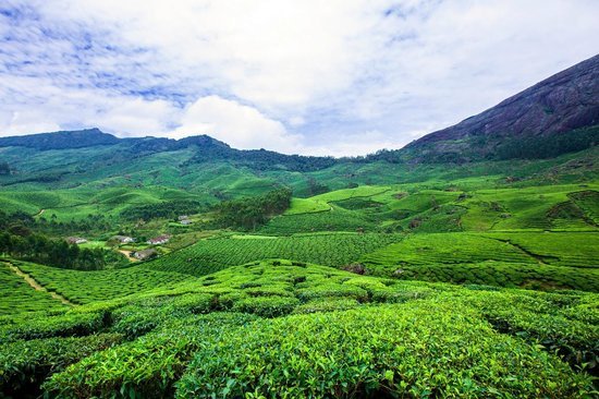 Tea Gardens