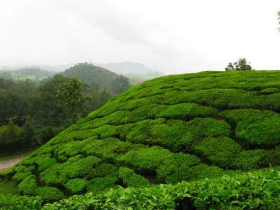 Tea Gardens