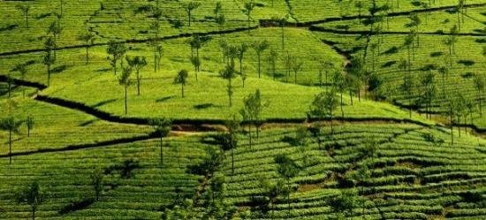 Tea Gardens