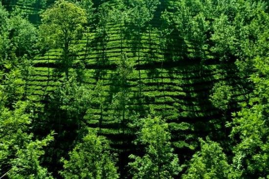 Tea Gardens