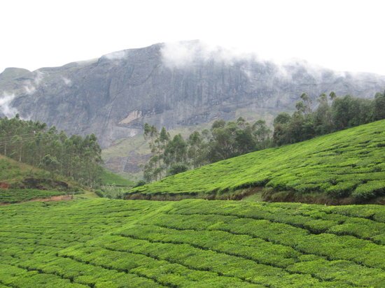 Tea Gardens