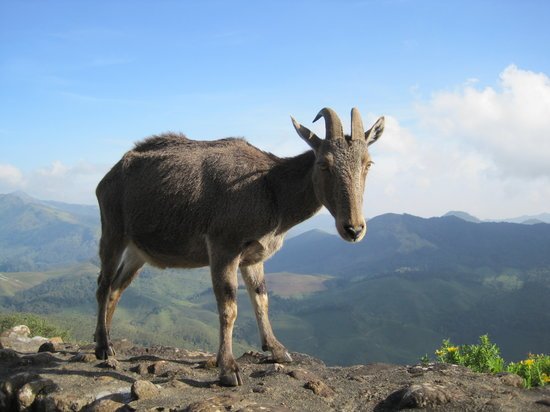 Rajamalai (Eravikulam) National Park