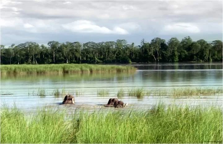 Kaziranga